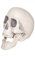 Life Size Skull Prop